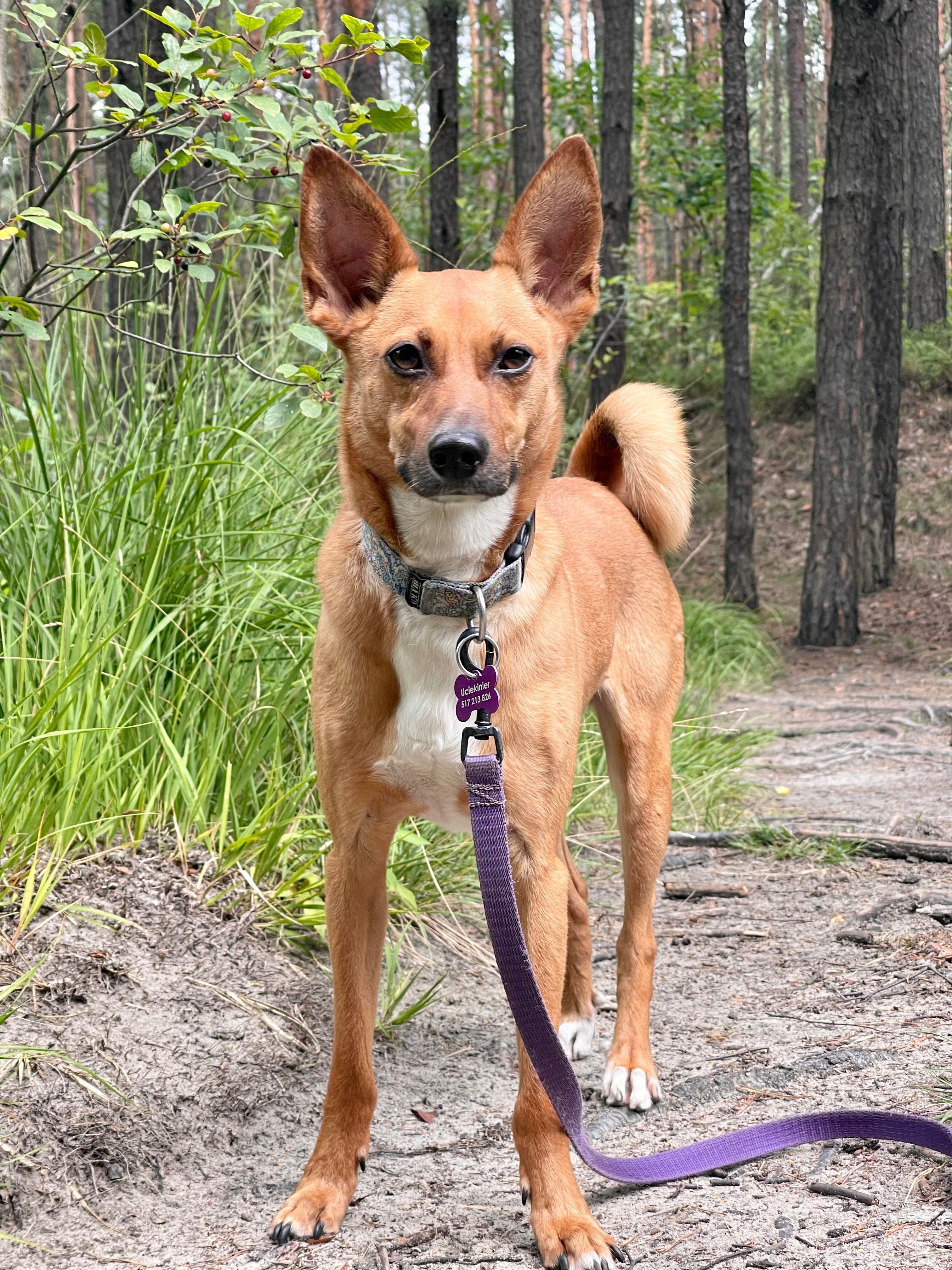 Paco w typie rasy Basenji szuka wyjątkowego domu