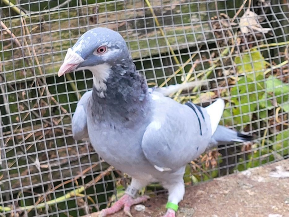 Gołębie staropolskie: para 10