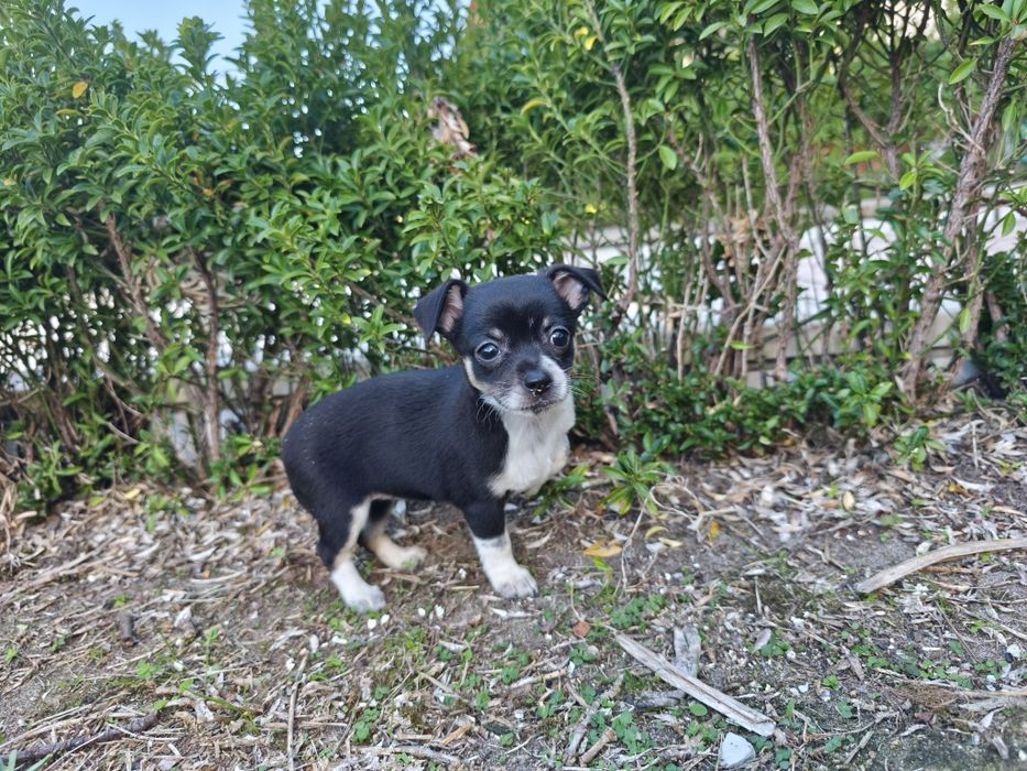Chihuahua fêmea miniatura pelo curto disponível para entrega imediata