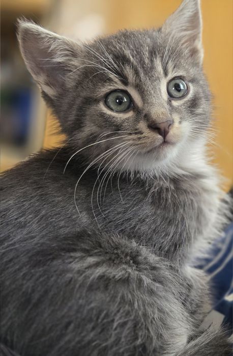 Гарненьке сіре кошенятко