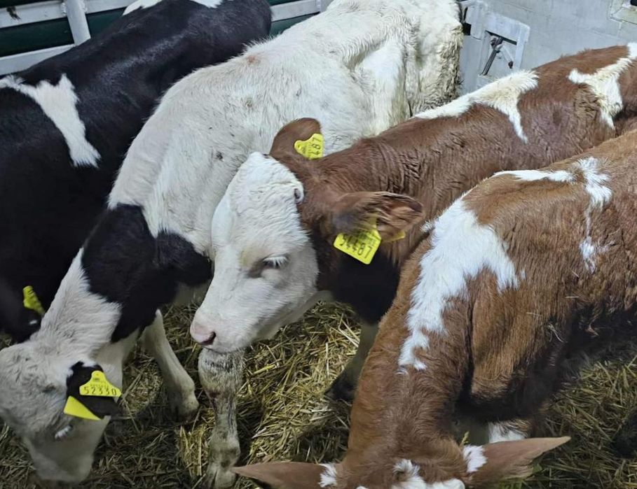 Cielaki Polski Byczki 13 sztuk