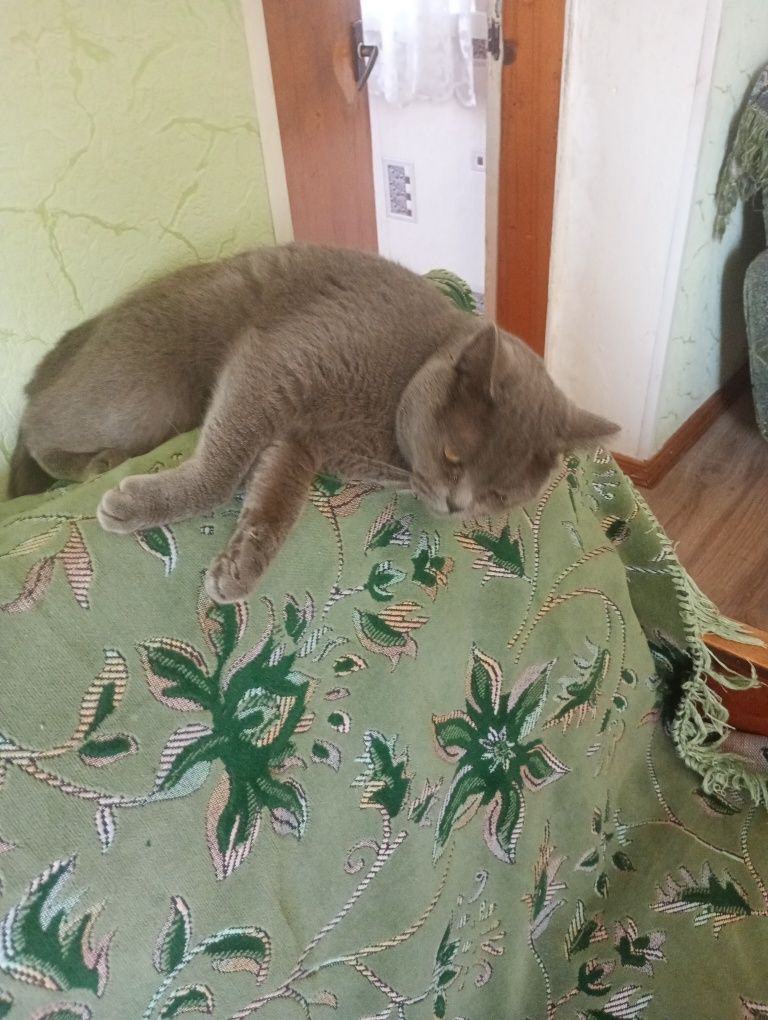Віддам в добрі руки