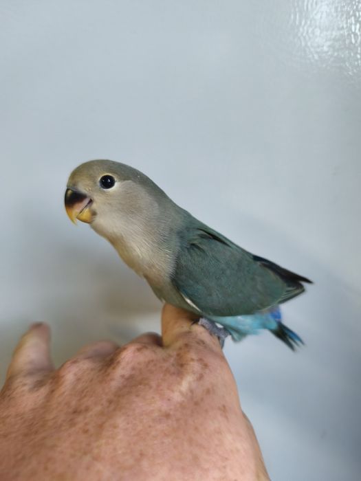 Agapórnis roseicollis criados á mão