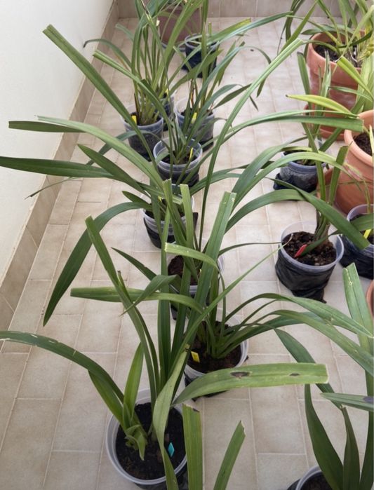 Vendo bolbos de orquidea em vaso pequeno