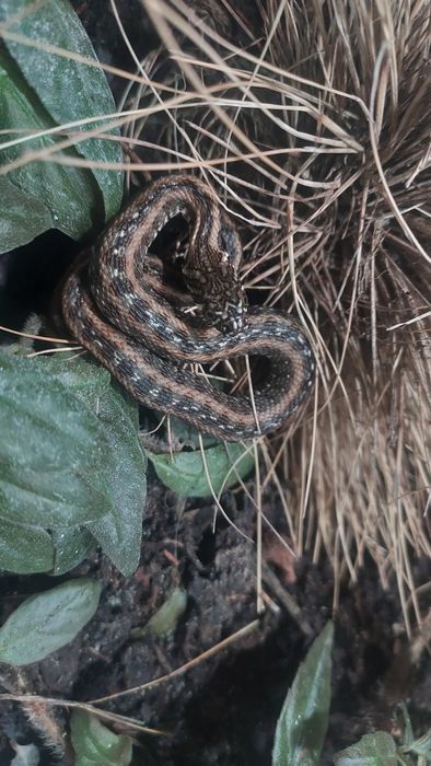 wąż Natrix maura - zaskroniec żmijowym LEGALNY