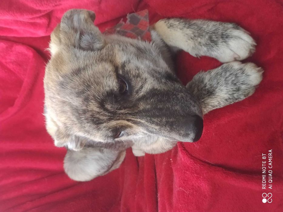 Modera do adopcji