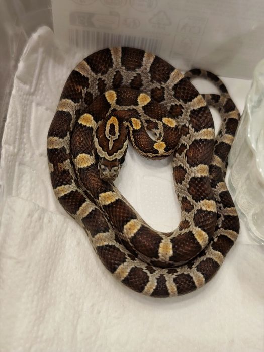 Wąż zbożowy Normal RF (?) het amel anery scaleless ph motley/stripe sa