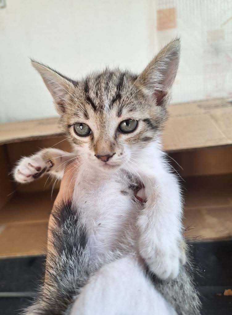 Molhinhos de gatinhos