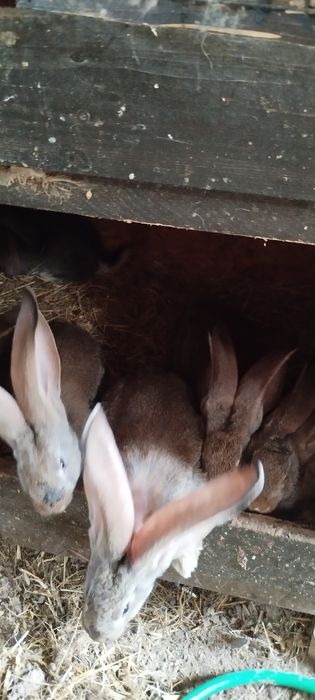 Sprzedam belgi olbrzymy