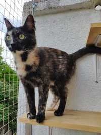 Roma kotka do adopcji szuka domu