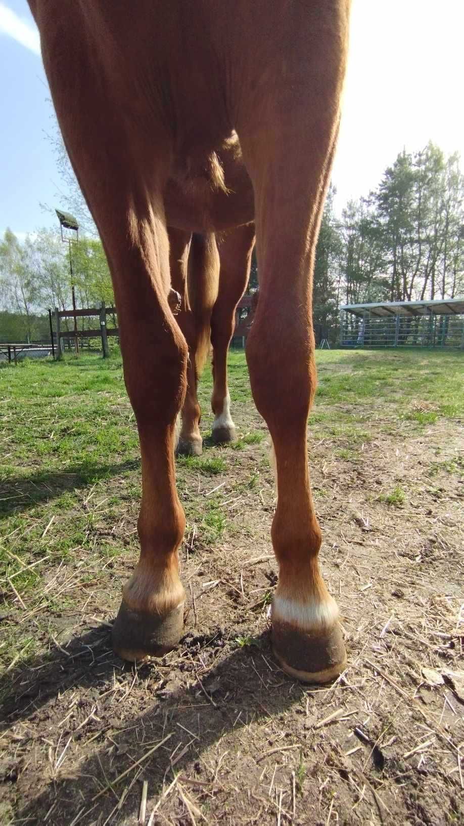 klacz 2-letnia po Emerald Silver/Emerald van't Ruytershof/Uroczy