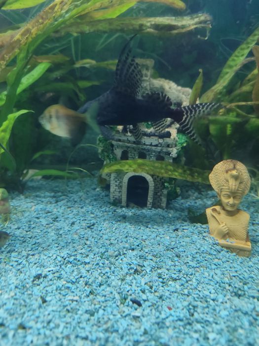 Сомик-перевёртыш[1] (лат. Synodontis nigriventris) —