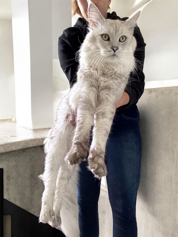 Gotowy do odbioru! Kocurek Maine Coon z badaniami Genetycznymi, FPL