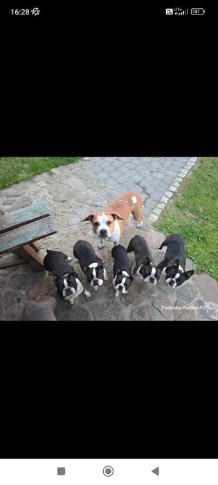 Boston Terrier zkwp fci