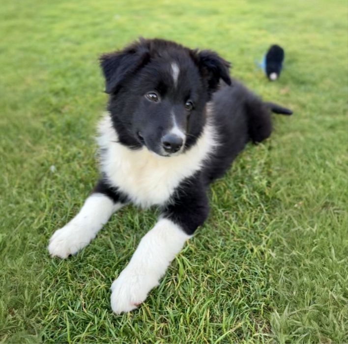 Szczeniaczek Border Collie