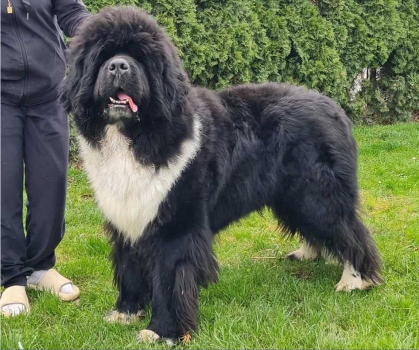 Nowofundland szczenię ZKwP/FCI