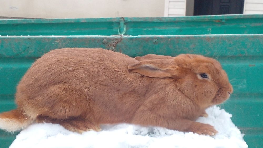 Самці молодняк різних порід