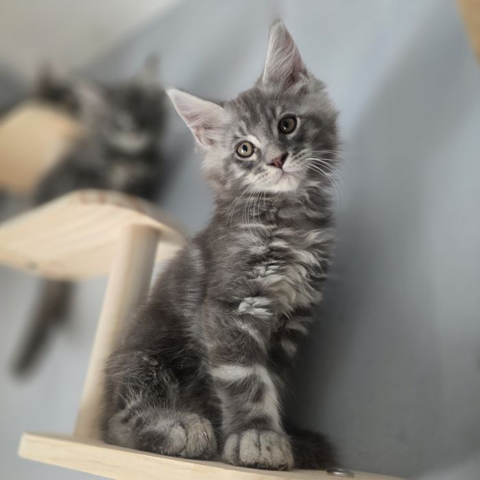 Maine Coon kotka kocurki