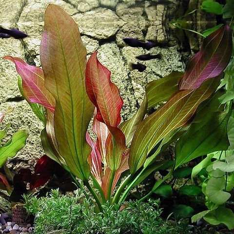 Plantas de aquário:Echinodorus 'Red Diamond'