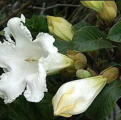 Бьюмонтія великовіткова. Beaumontia grandiflora