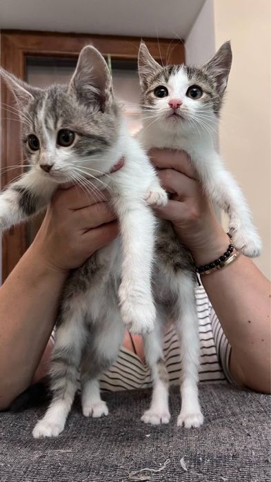 Віддам котиків в хороші руки