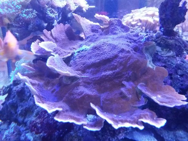 Montipora koralowiec morski