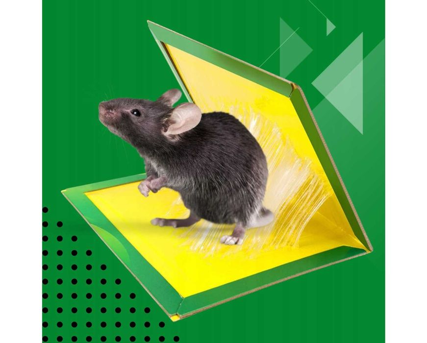 50x Lep na Myszy Szczury Gryzonie Pułapka Myszołapka Silny Klej Aromat
