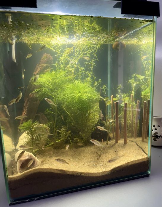 Piękne gotowe Akwarium kostka do 35l , LED pcv pokrywa rosliny ryby !