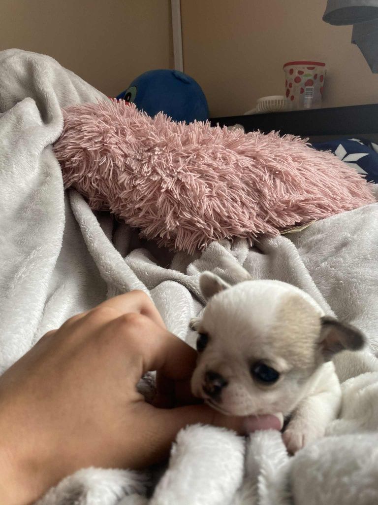Chihuahua szczeniaczek