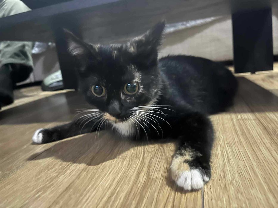 Bella szylkretka do adopcji