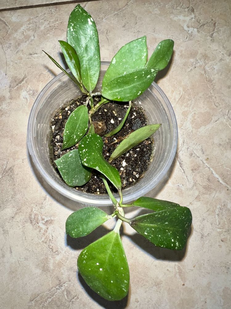 Hoya tjadasmalangensis,  walliniana ut-152