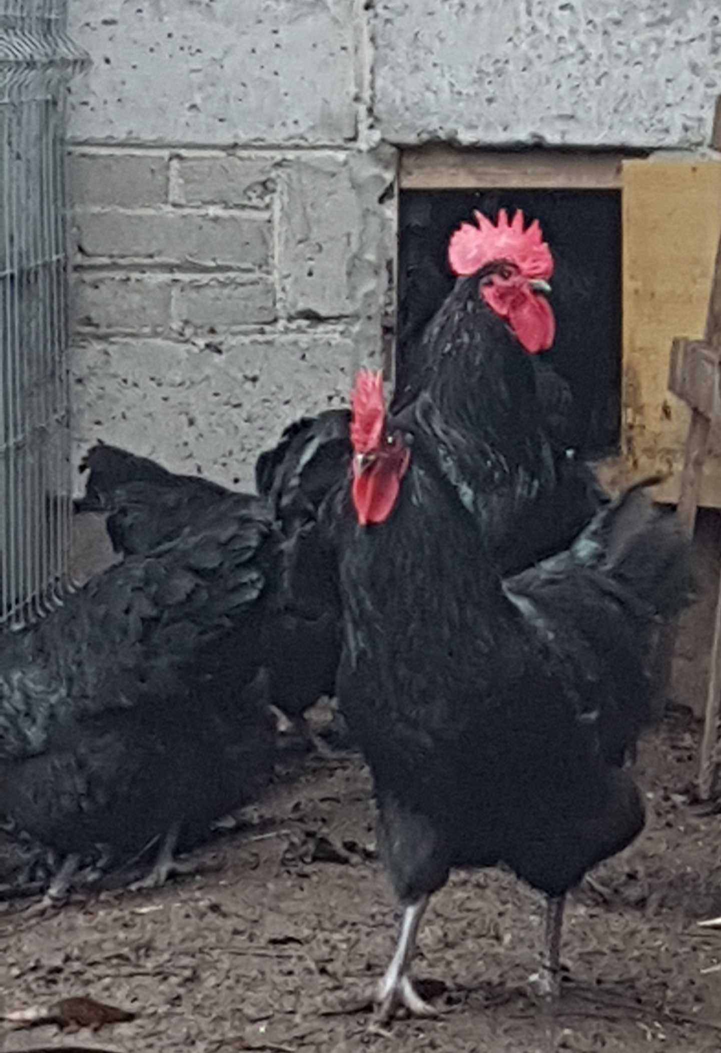 australorp-  jajka lęgowe, koguty