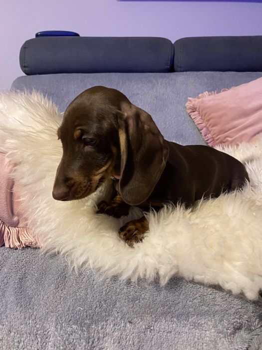 Jamnik suczka czekoladowa miniatura