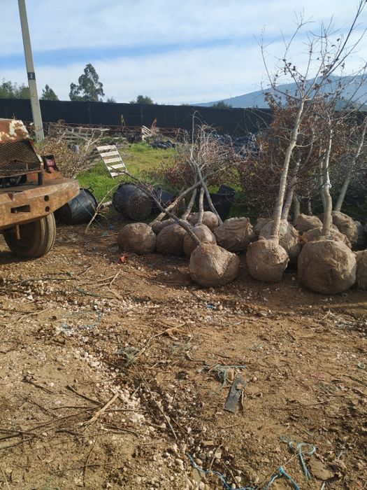 Serapilheira em rolos para jardinagem e viveiros de plantas