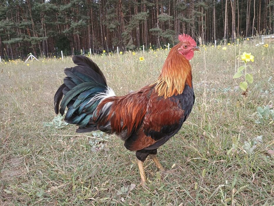 Kogut zielononóżka