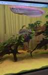 Arowana Albina  45cm