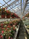 Kwiaty ! Pelargonia, surfinia i inne! Prosto od producenta!