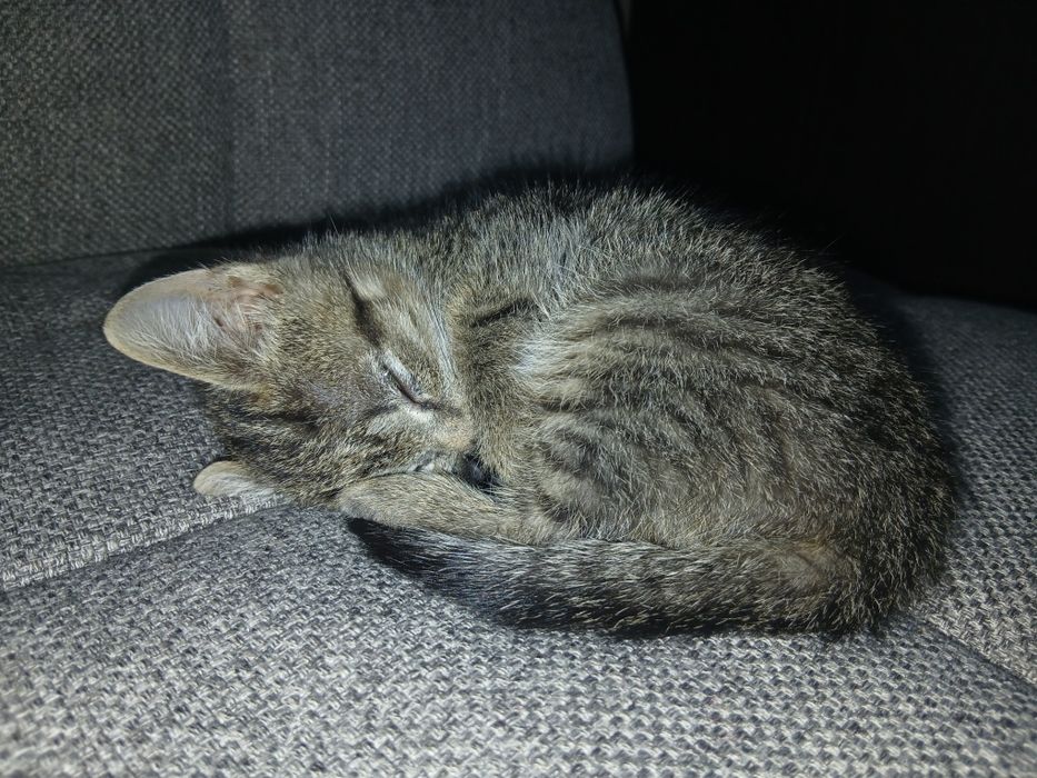 Маленьке кошенятко