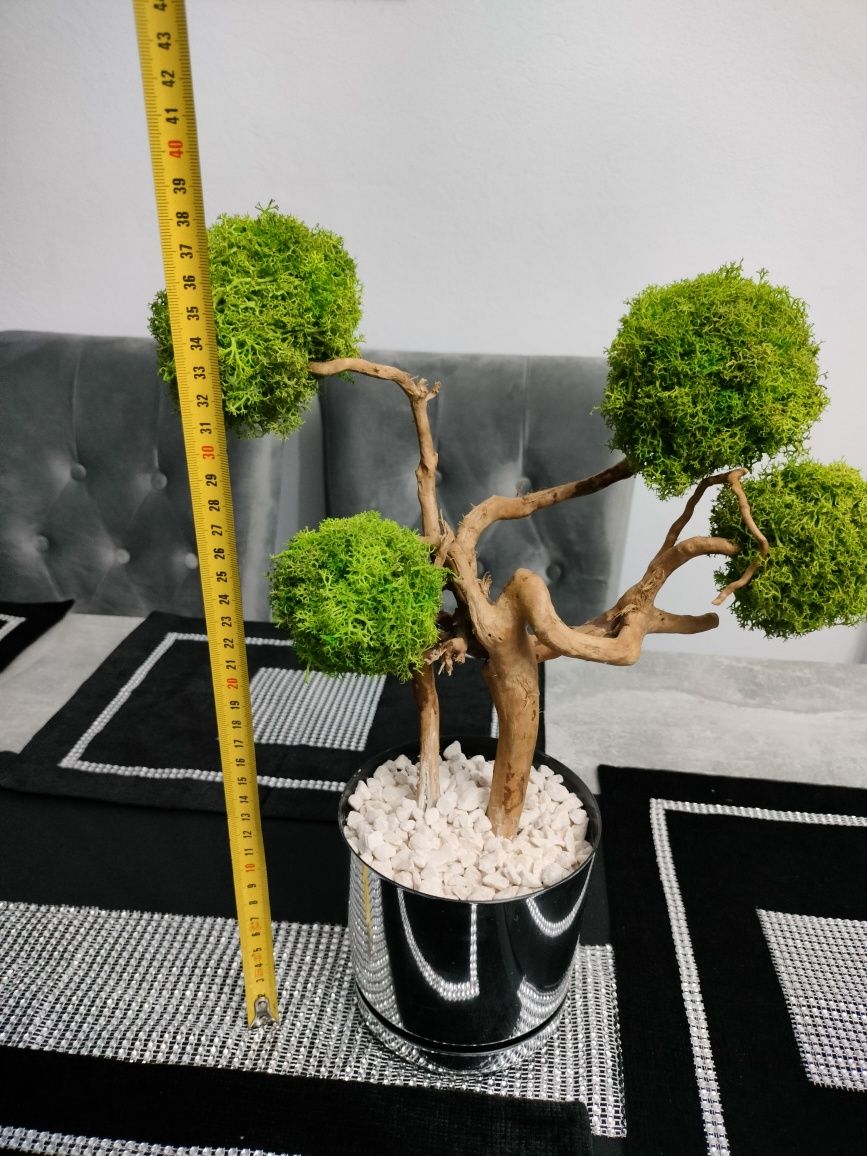 bezobsługowe drzewko z mchu chrobotka bonsai
