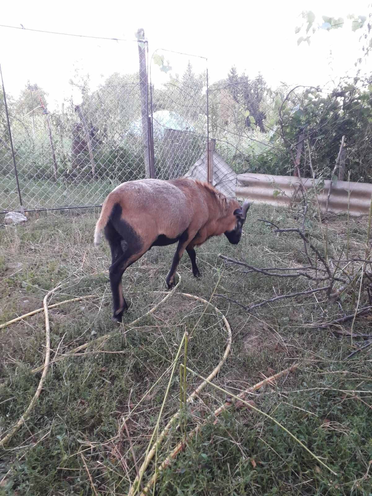 НЕ ПРОДАЮТЬСЯ.! Камерунських баран запрошує на в'язку