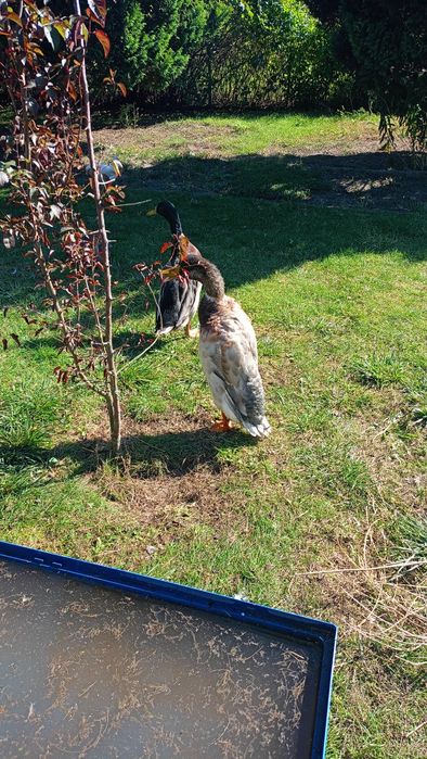 Zamienię kaczora biegusa na kaczkę