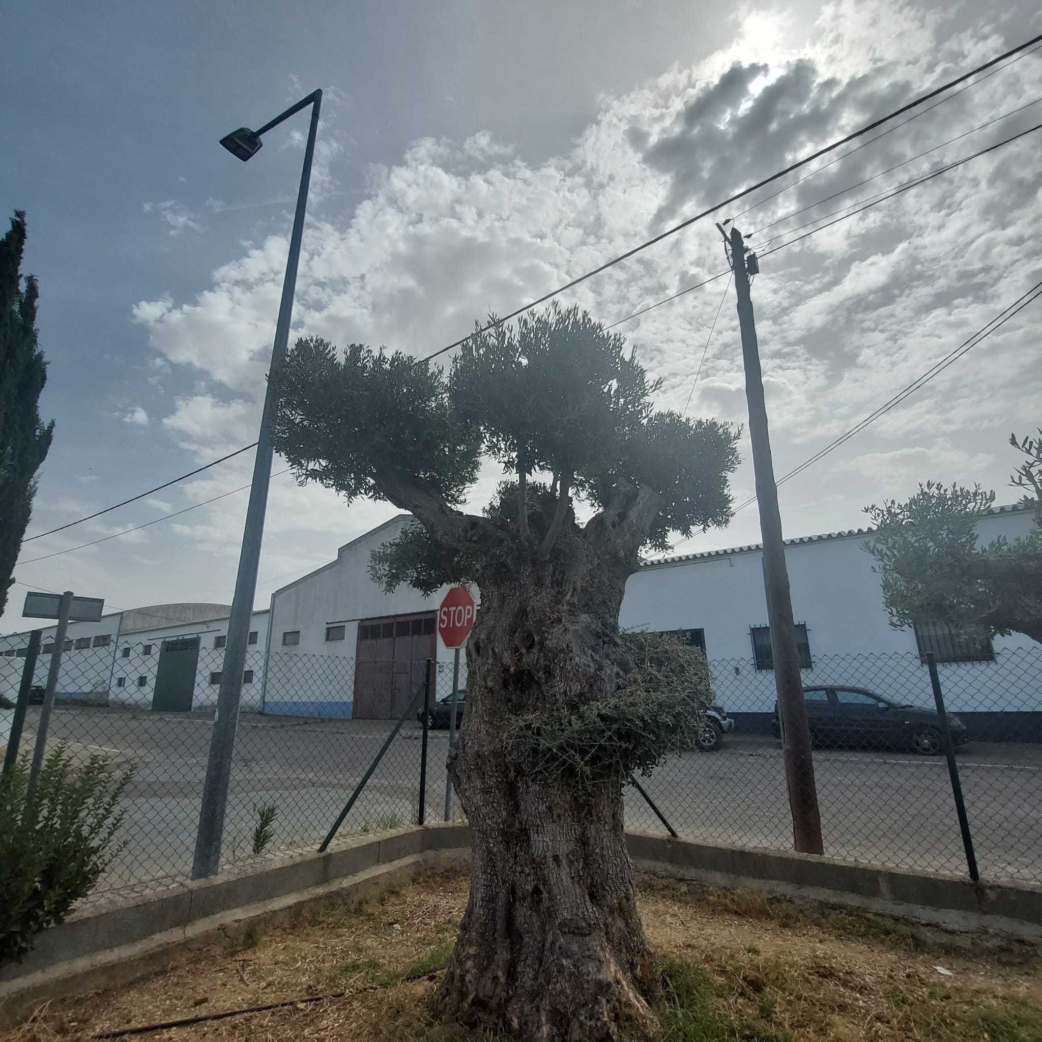 Oliveira Centenária Bonsai »»» must-have for landscape architecture!