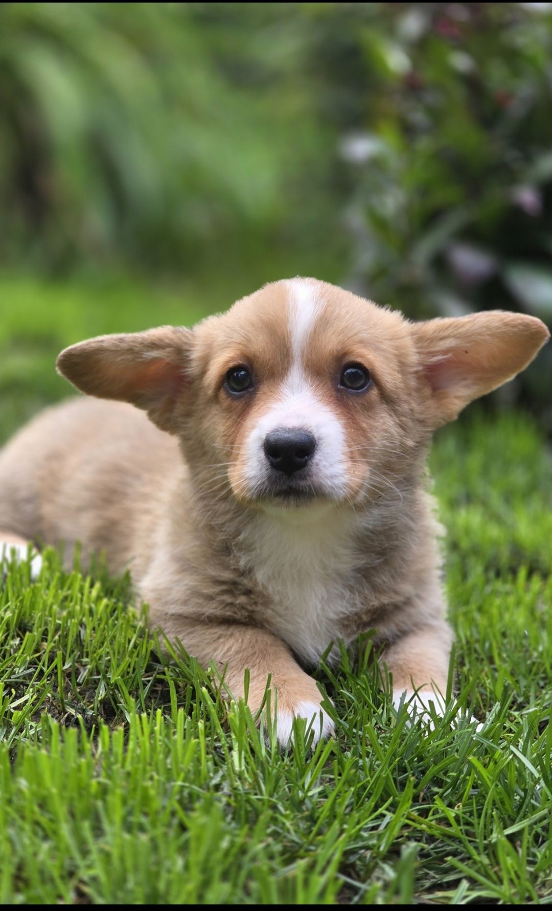 Welsh Corgi Cardigan **Sunia**Do Rezerwacji