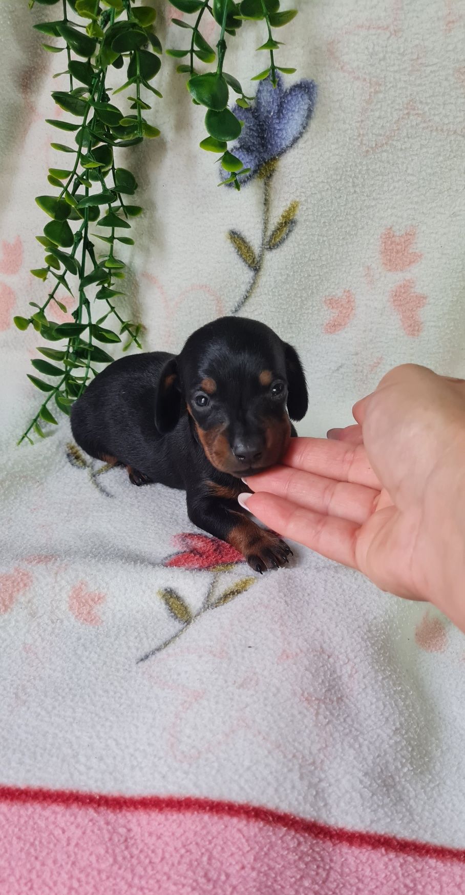 Estupendo menino Teckel Black tan de Qualidade