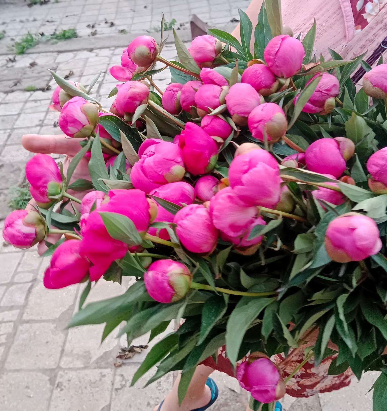 Продам пионы деленки