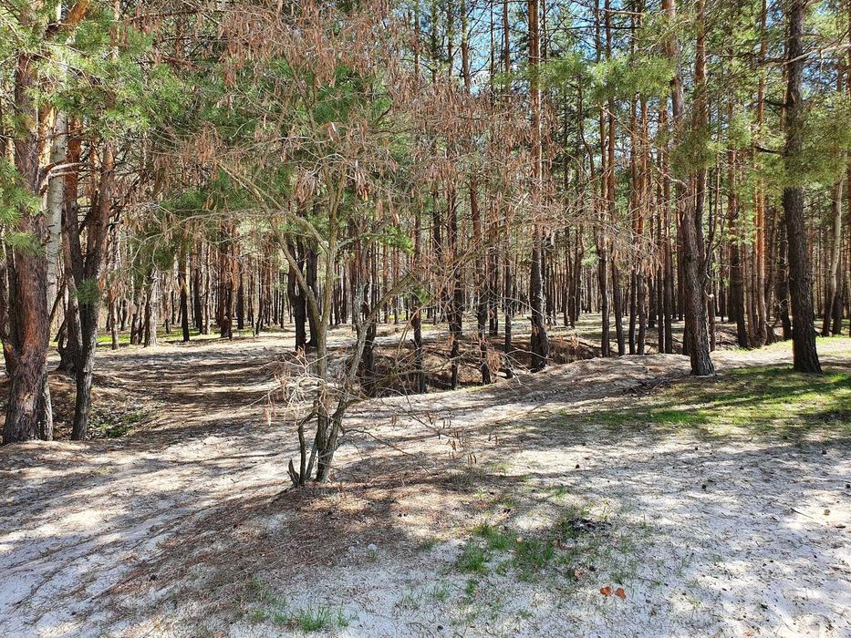 Земельный участок возле базы Соича в сосновом лесу на берегу