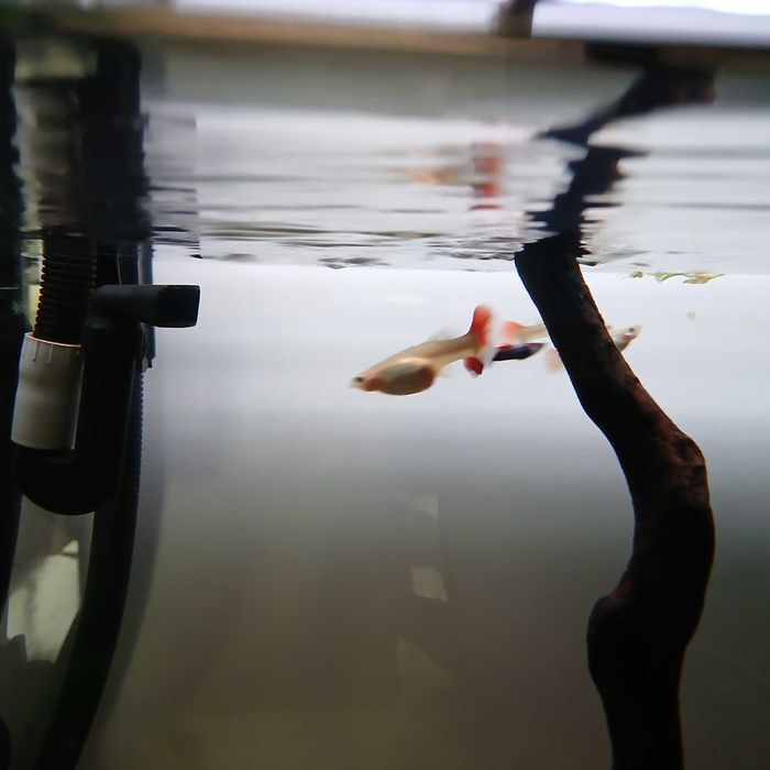 guppy's para dar