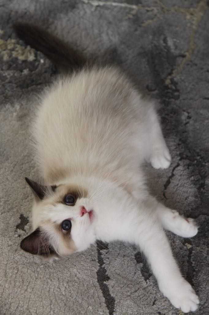 Kocurek Colin z hodowli Castillo Cat