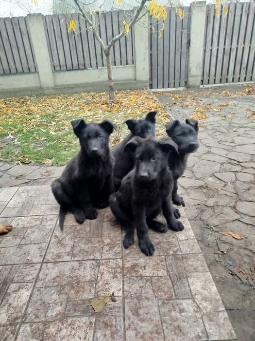 Східноєвропейська вівчарка.