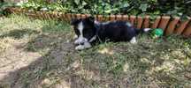 Border Collie piesek czarno biały